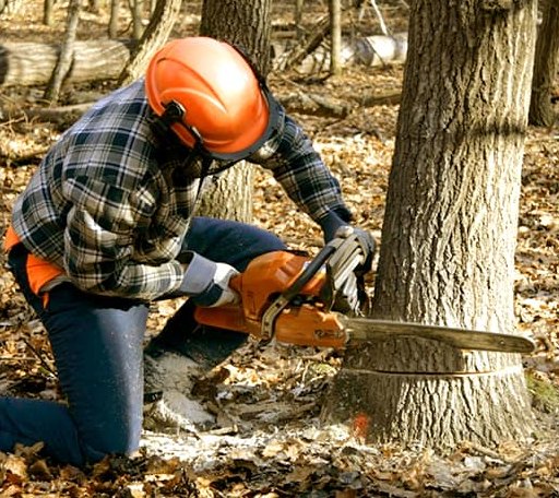 Tree Removal in Barre, VT